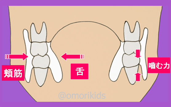 頬筋と舌のイメージ